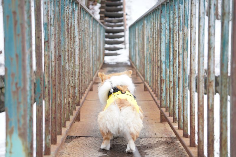 月寒川を通過する鉄橋の前に立つ愛犬