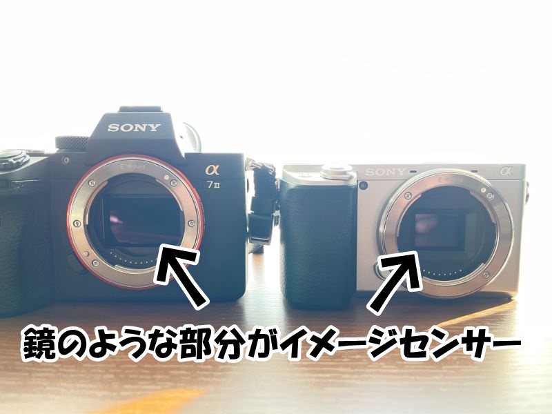 左がフルサイズ、右がAPS-Cのイメージセンサー。光を受けるカメラの急所にあたる部分です