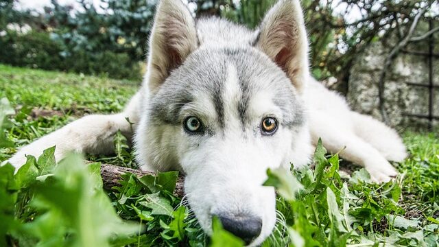 飼いにくい犬種：シベリアン・ハスキー